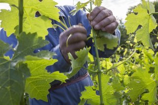 Les nectars valaisans ont fait un tabac lors du Concours Syrah du monde 2024 (illustration). KEYSTONE/DOMINIC STEINMANN
